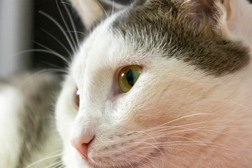 Closeup portrait of the head of a red and white cat with beautiful amber eyes