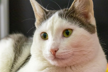 Closeup portrait of the head of a red and white cat with beautiful amber eyes