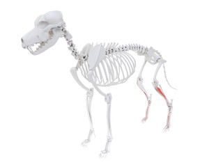 3d rendered illustration of the dog muscle anatomy - extensor digitorum longus