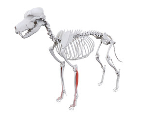 3d rendered illustration of the dog muscle anatomy - extensor digitorum lateralis