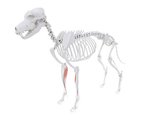 3d rendered illustration of the dog muscle anatomy - flexor carpi radialis