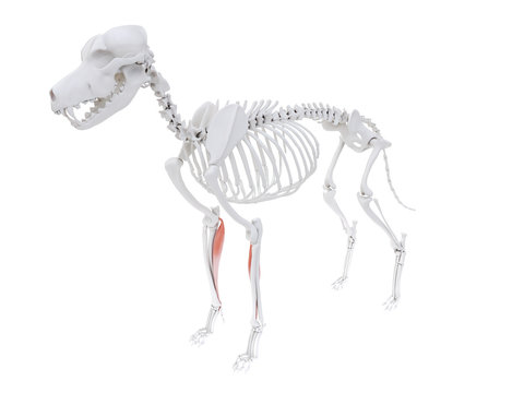3d rendered illustration of the dog muscle anatomy - flexor carpi radialis