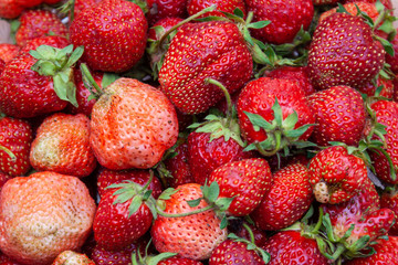 Freshly picked strawberries. Close-up.