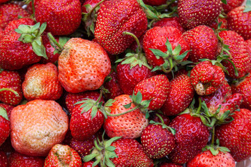 Freshly picked strawberries. Close-up.