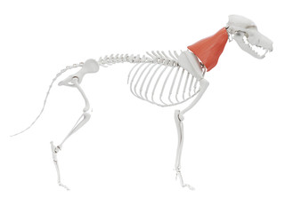 3d rendered illustration of the dog muscle anatomy - omotransversarius