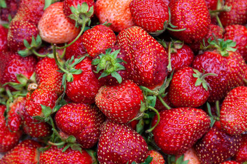 Freshly picked strawberries. Close-up.