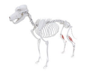 3d rendered illustration of the dog muscle anatomy - superficial digital flexor