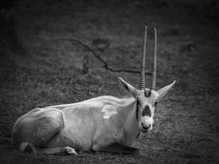 Oryx