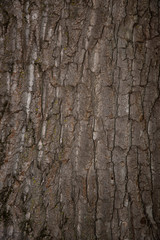 fond de bois