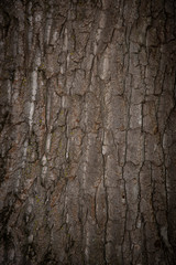 Fond de bois