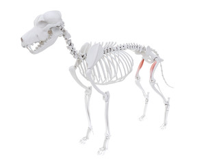 3d rendered illustration of the dog muscle anatomy - vastus medialis
