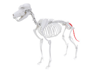 3d rendered anatomy illustration of the dog skeletal anatomy - caudal vertebrae