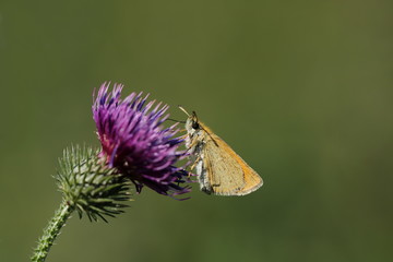 Dickkopffalter - Hesperiidae - auf Distel