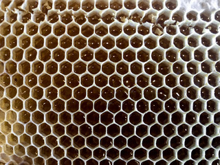 Wax structures and nests of bees from hexagonal prismatic cells. Packaging for honey.