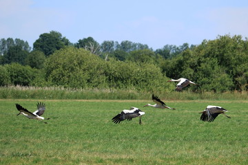 Fünf Störche fliegen über eine Wiese