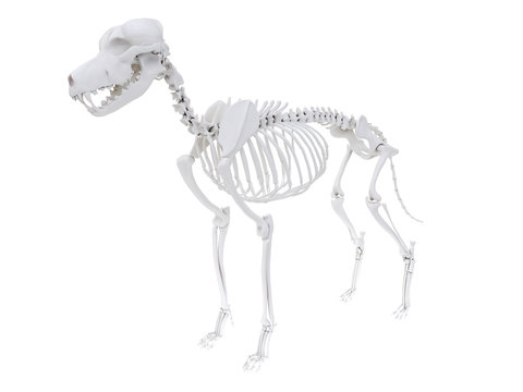 3d rendered anatomy illustration of the dog skeletal anatomy