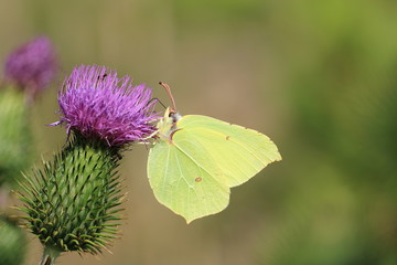 Zitronenfalter - Gonepteryx rhamni