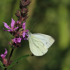 Kohlweißling auf lila Blüte