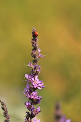 Marienkäfer auf lila Blume