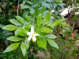 plant in the garden