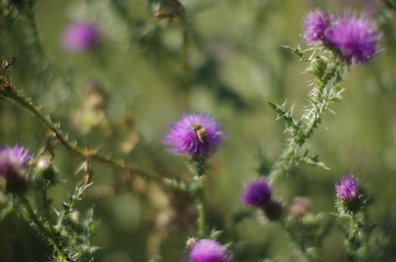 bee on violet wildflowers