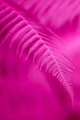 Beautiful magenta pink fern leaves.