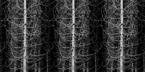 Wilderness Forest of Pine Trees Limbs and Branches