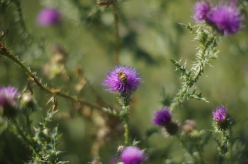 bee collects honey