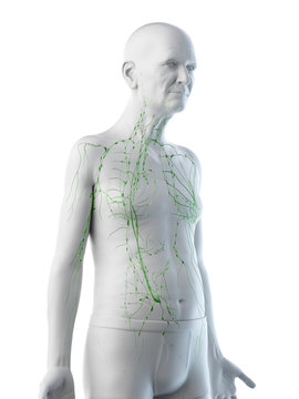 3d rendered medically accurate illustration of an old mans lymphatic system