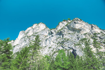 landscape view of alps mountains peak fir tree on background