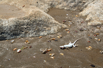 Dead lizard killed by a predator