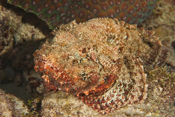 Stone Fish (Synanceia) in the Caribbean reefs of Bonaire