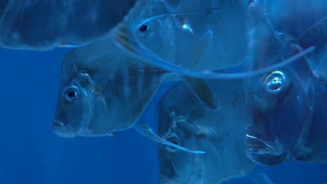 Fishes selene vomer in blue water in aquarium Kiev
