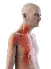 3d rendered medically accurate illustration of an old mans muscles