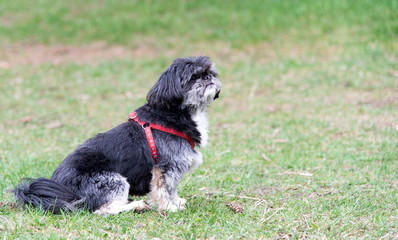 Pretty dog in the park