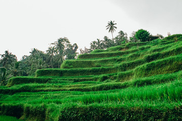 rice terrace fields with young green rice in Bali, Tegalalang, Jatiluwath