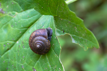 snail on a leaf