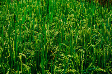 rice terrace fields with young green rice in Bali, Tegalalang, Jatiluwath
