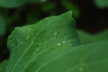 macro photo of drops on the leaf