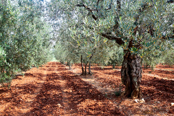 Olive garden and the old olive trees on red soil
