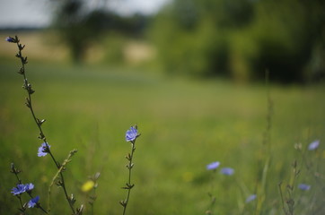 blue flowers on green background