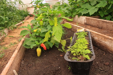 chilli pepper in the garden