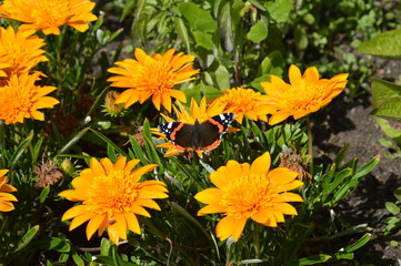 Butterfly on Flower