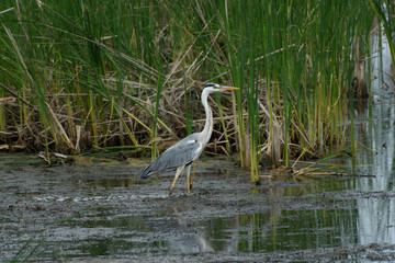 The grey Heron Ardea cinerea stands in the reeds.