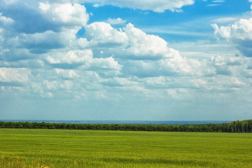 green field and blue sky with clouds
