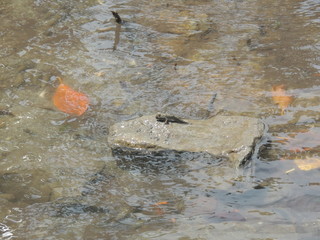 ミナミトビハゼ (Okinawa)