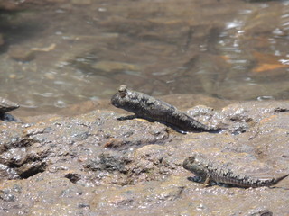 ミナミトビハゼ (Okinawa)