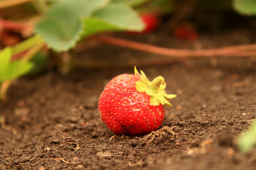 fresh strawberry in hte garden autumn