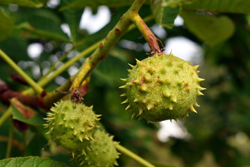 Green fruits of a chestnut in the summer in a garden.