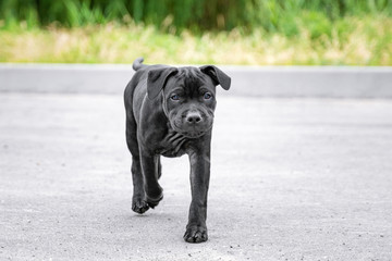 puppy english staffordshire bull terrier running outdoors